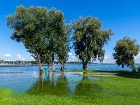 Bäume im überfluteten Uferbereich bei Felden